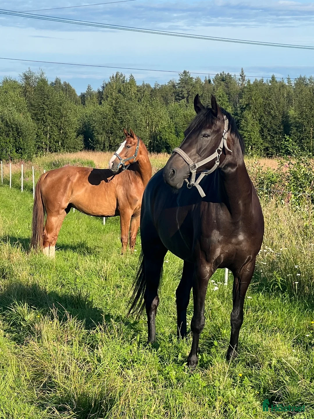 Allround hästar till salu: Willia i Norrfjärden - Annons 2