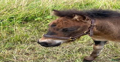 hästar i Vollsjö - Annons 10