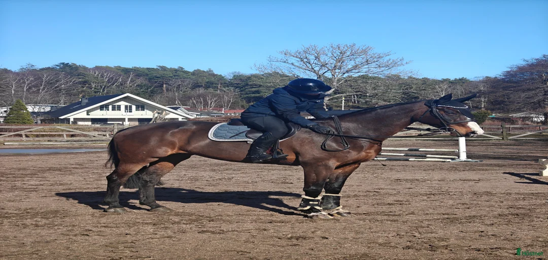 Galleribild {{count}}