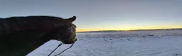 Allround hästar till salu: Polskt halvblod - Annons 2