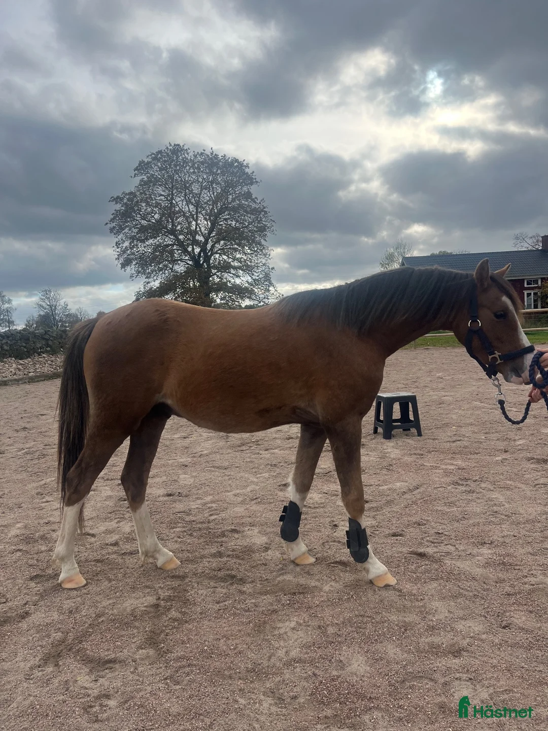 Allround hästar till salu: Trevlig unghäst med bra stam ⭐️ - Annons 2