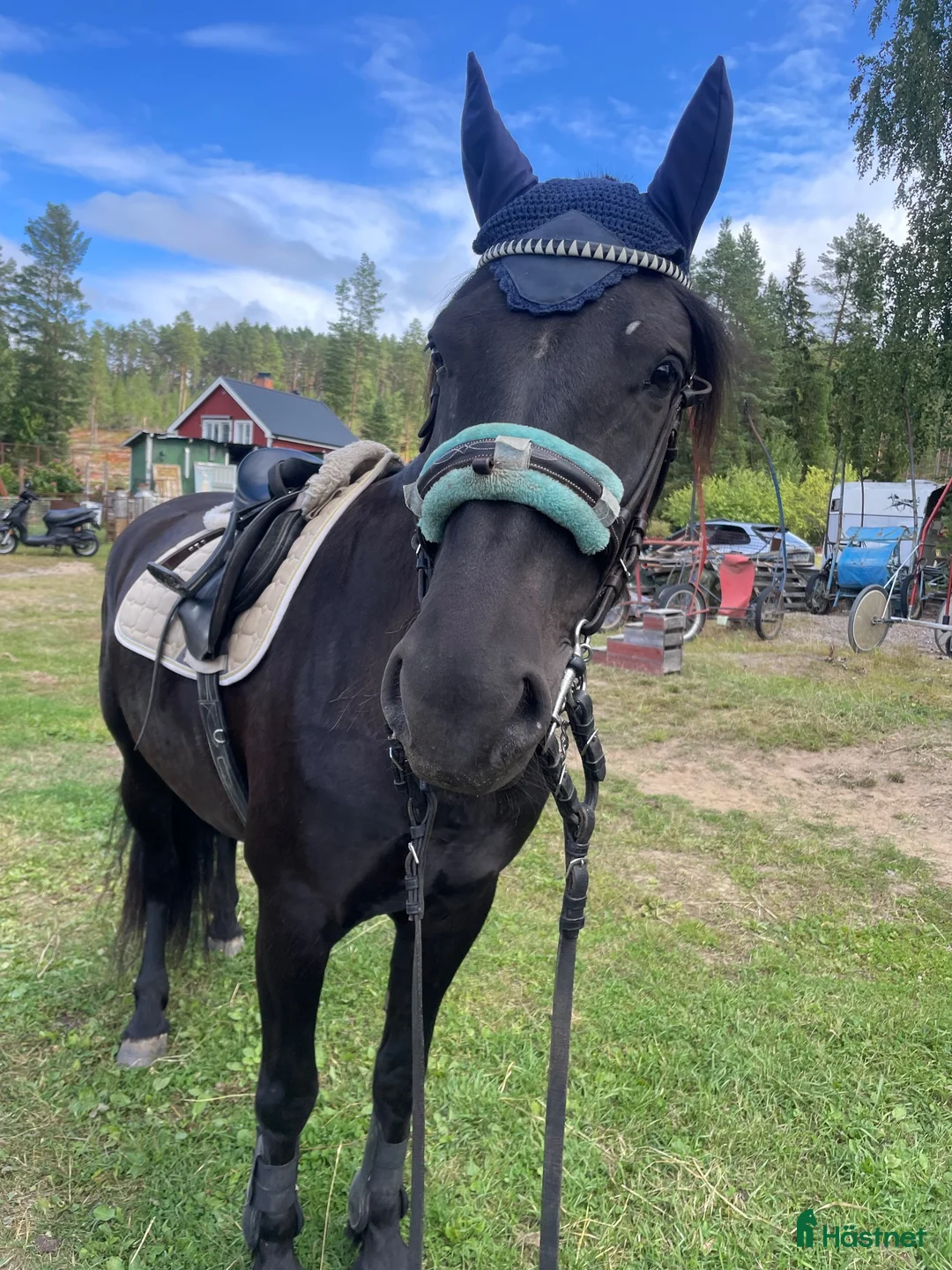 Allround hästar till salu: Framtida hopp/terräng häst  - Annons 2