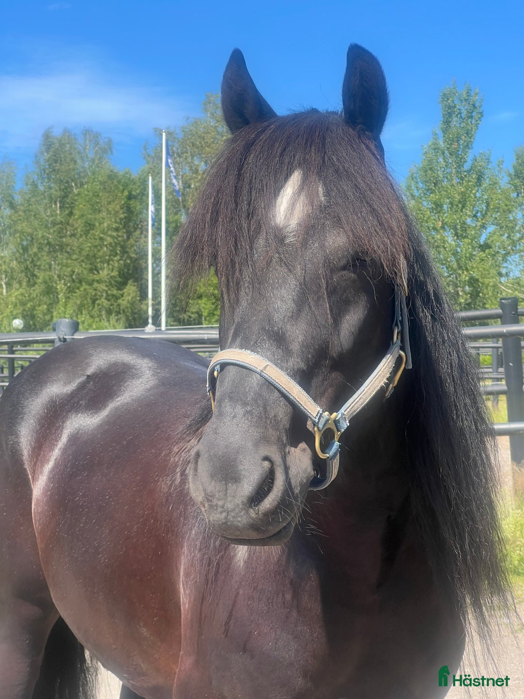 Övrigt hästar till salu: Fin kallblodsvalack i Åmål - Bild 1