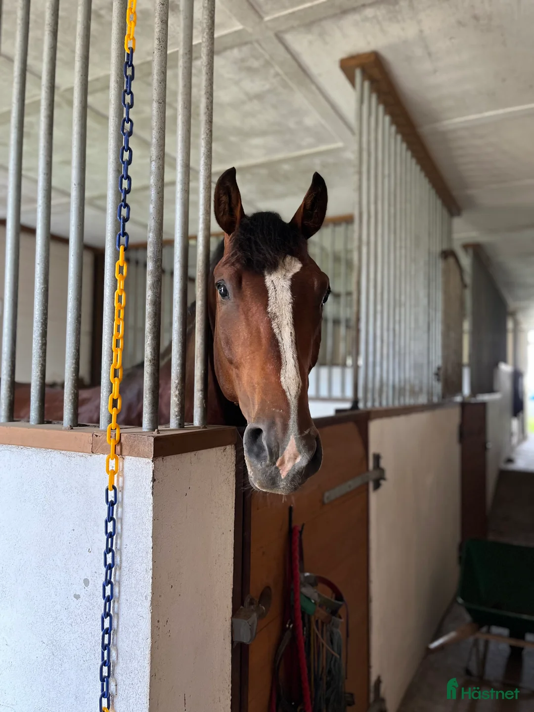 Hoppning hästar till salu: 🌟Lex Luthor🌟 i Almunge - Annons 3