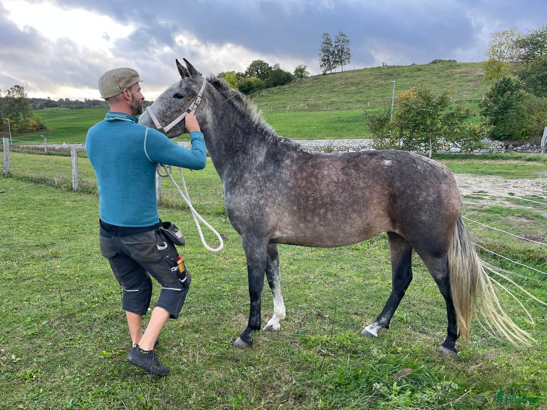 Allround hästar till salu: Vacker P.R.E. med stam från Yeguada de la Cartuja i Simrishamn - Annons 3