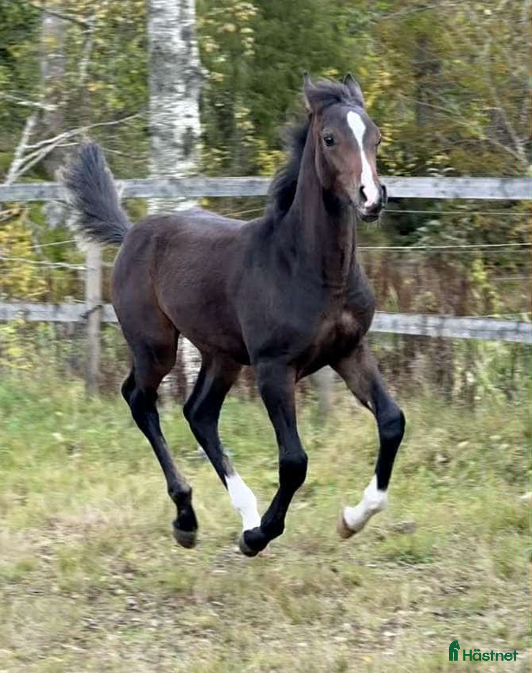 Allround hästar till salu: Superfin! i Agunnaryd - Annons 6