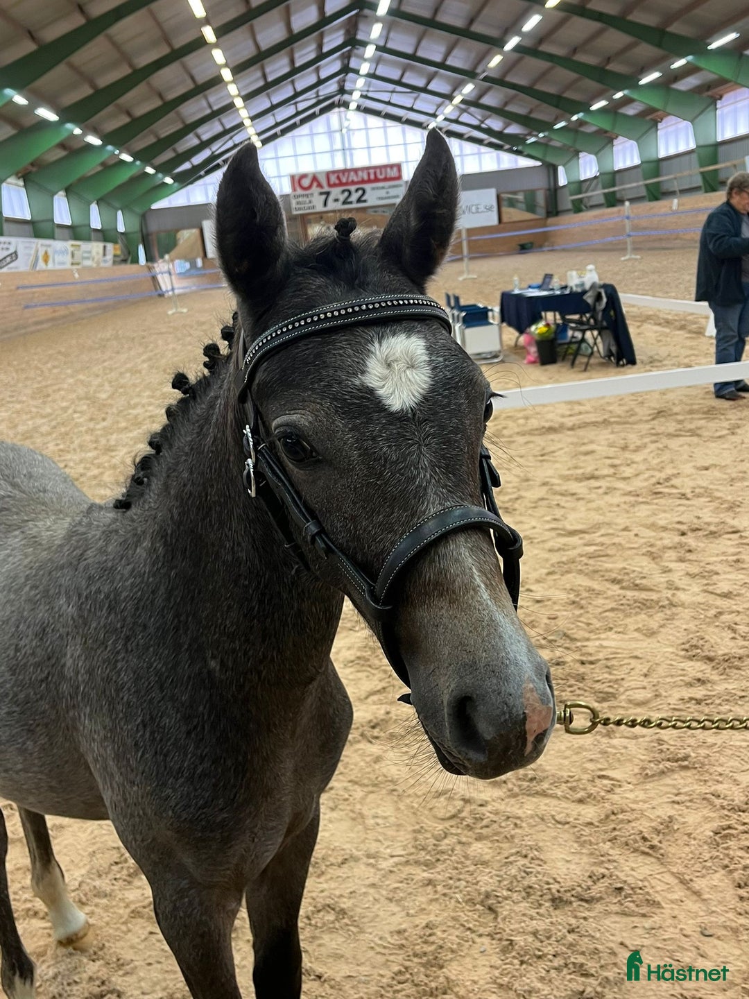 Allround hästar till salu: Ridponnyföl med stor utvecklingspotential i Svenljunga - Annons 1