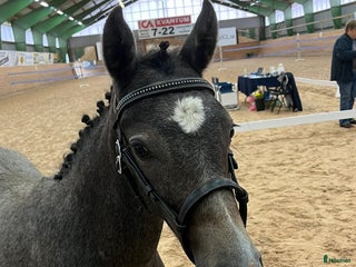 hästar Ridponnyföl med stor utvecklingspotential i Svenljunga - Annons 16