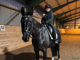 foderhäst Sommarponny sökes ♥️ i Kungsbacka - Annons 7