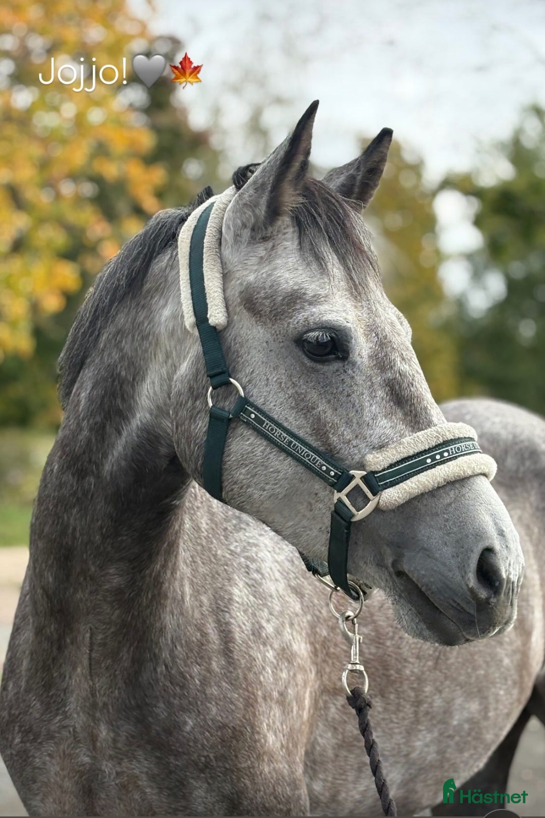  hästar Framtida stjärna ⭐️ - Annons 7