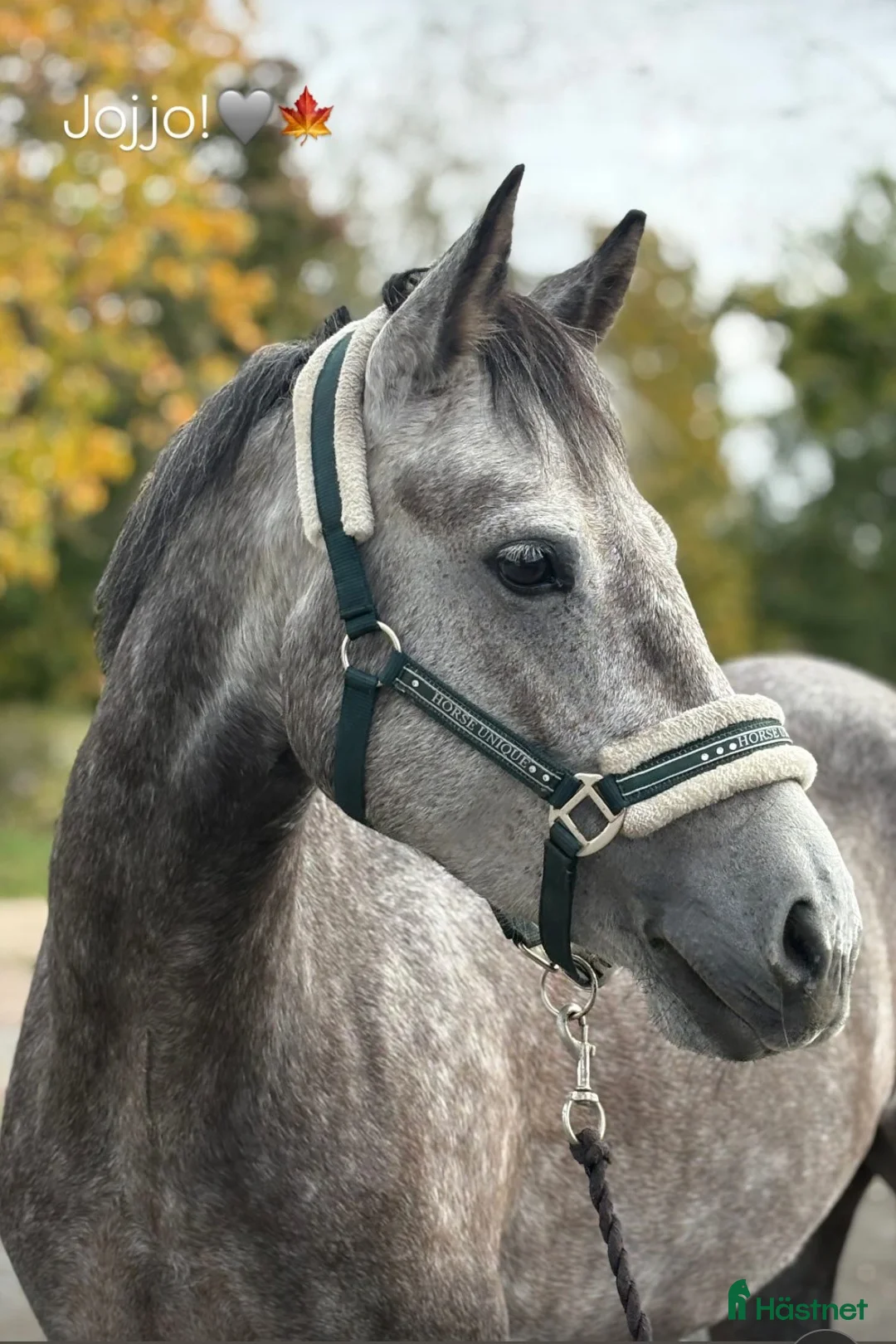 Hoppning hästar till salu: Framtida stjärna ⭐️ - Annons 1