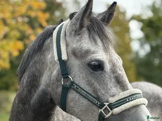 hästar Framtida stjärna ⭐️ - Annons 7