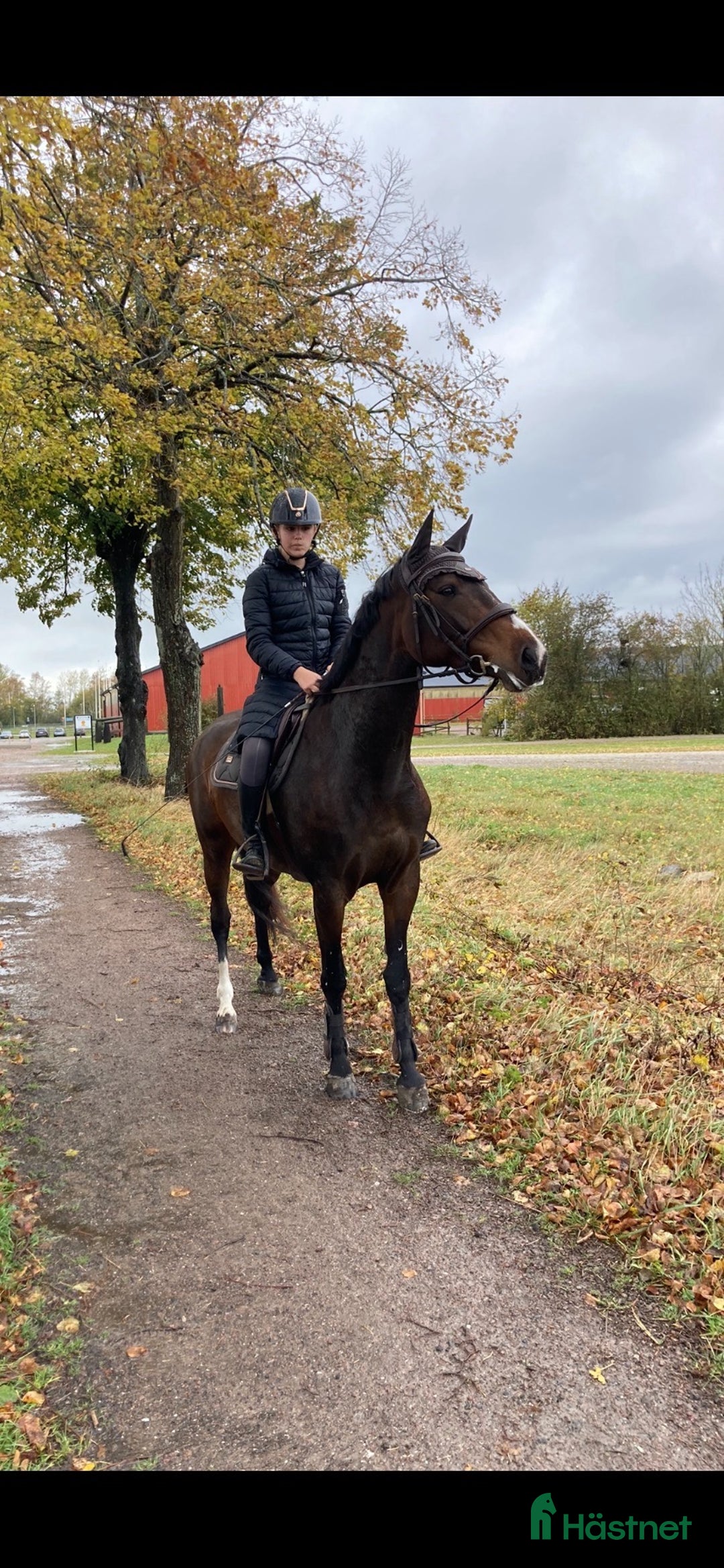 Allround hästar till salu: 8-årigt snyggt & trevligt sto i Vellinge - Annons 2