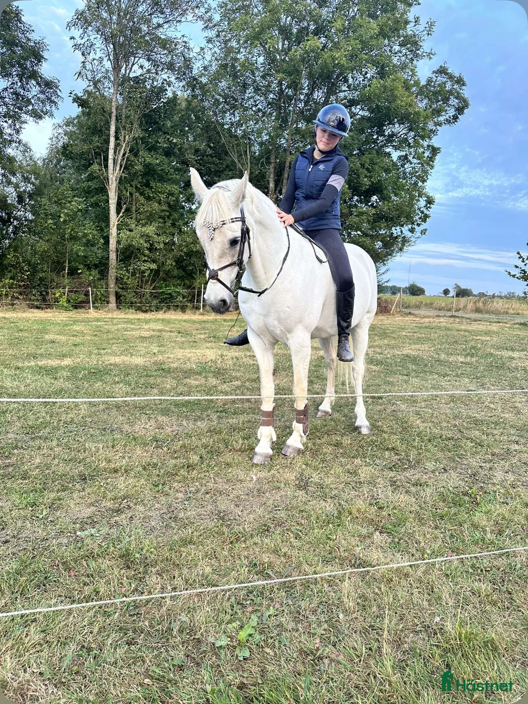  medryttarhäst finnes: Liten storhäst söker medryttare  utanför Hörby i Hörby - Annons 2