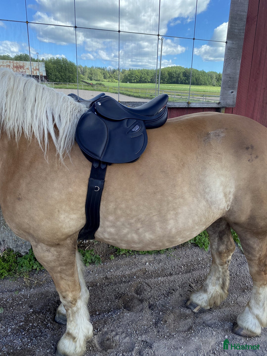 Sadlar hästutrustning till salu: Erreplus GTD 16' - Nyskick! i Alunda - Bild 5
