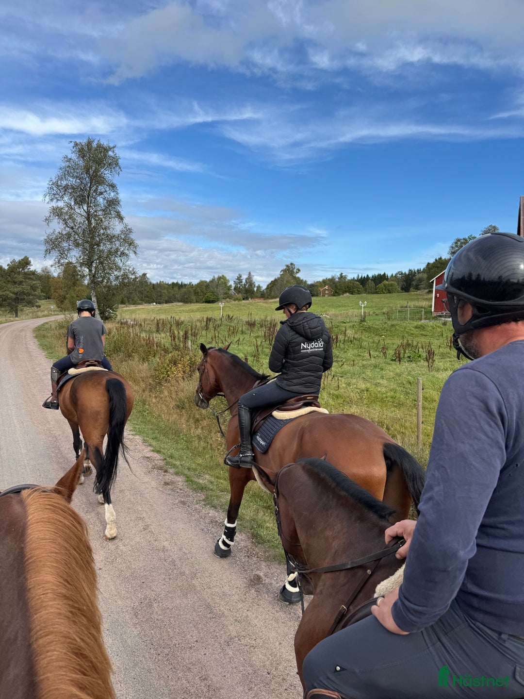 Galleribild {{count}}