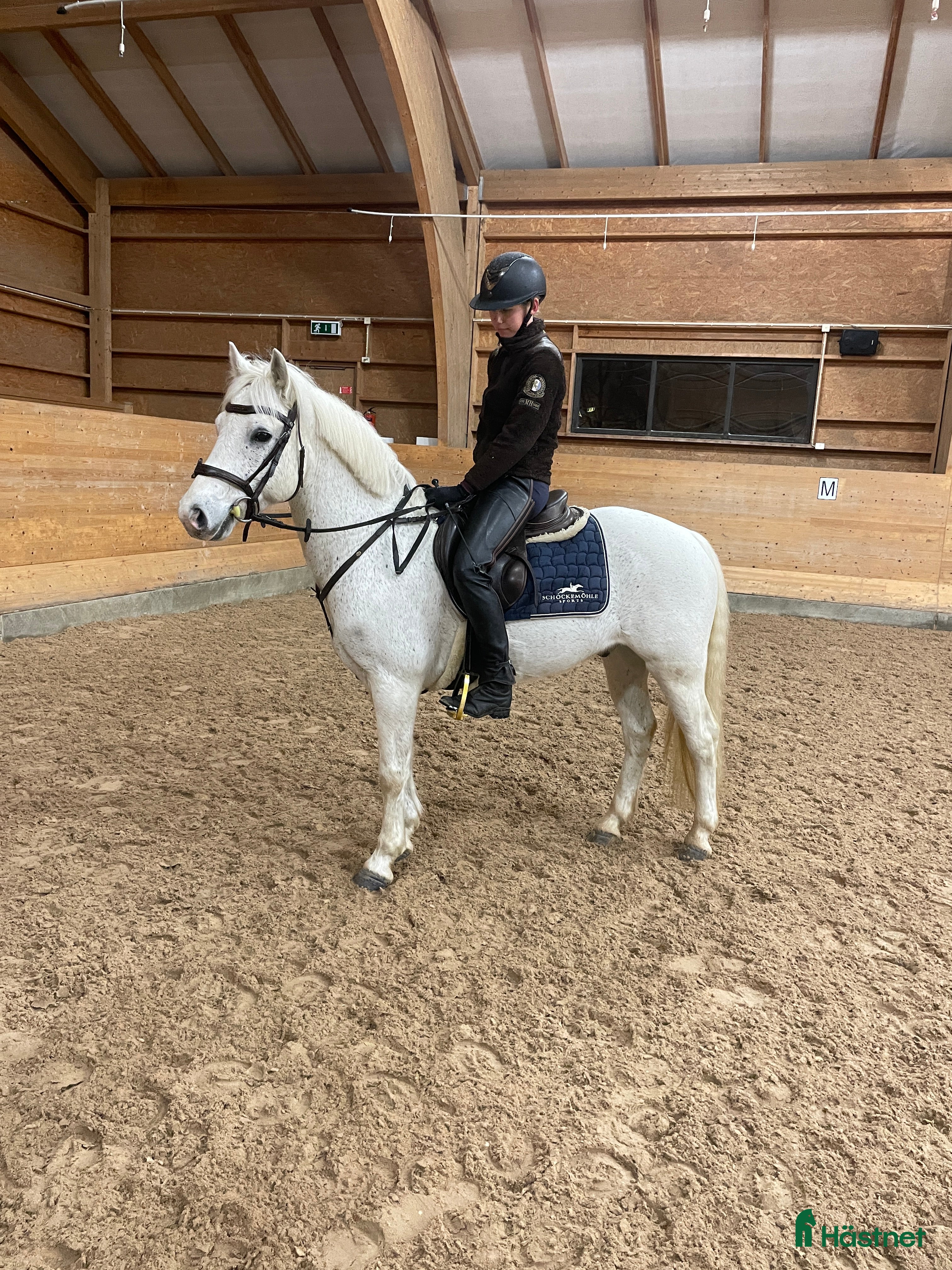  hästar Renrasig Connemara bytes/säljes - Annons 11