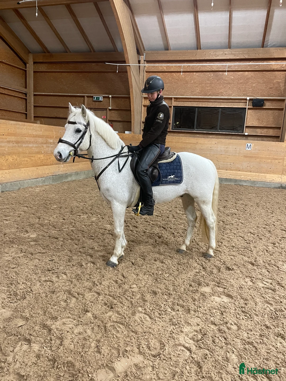 Allround hästar till salu: Renrasig Connemara bytes/säljes - Annons 1