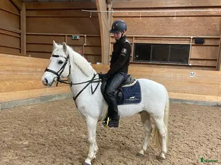 hästar Renrasig Connemara bytes/säljes - Annons 11