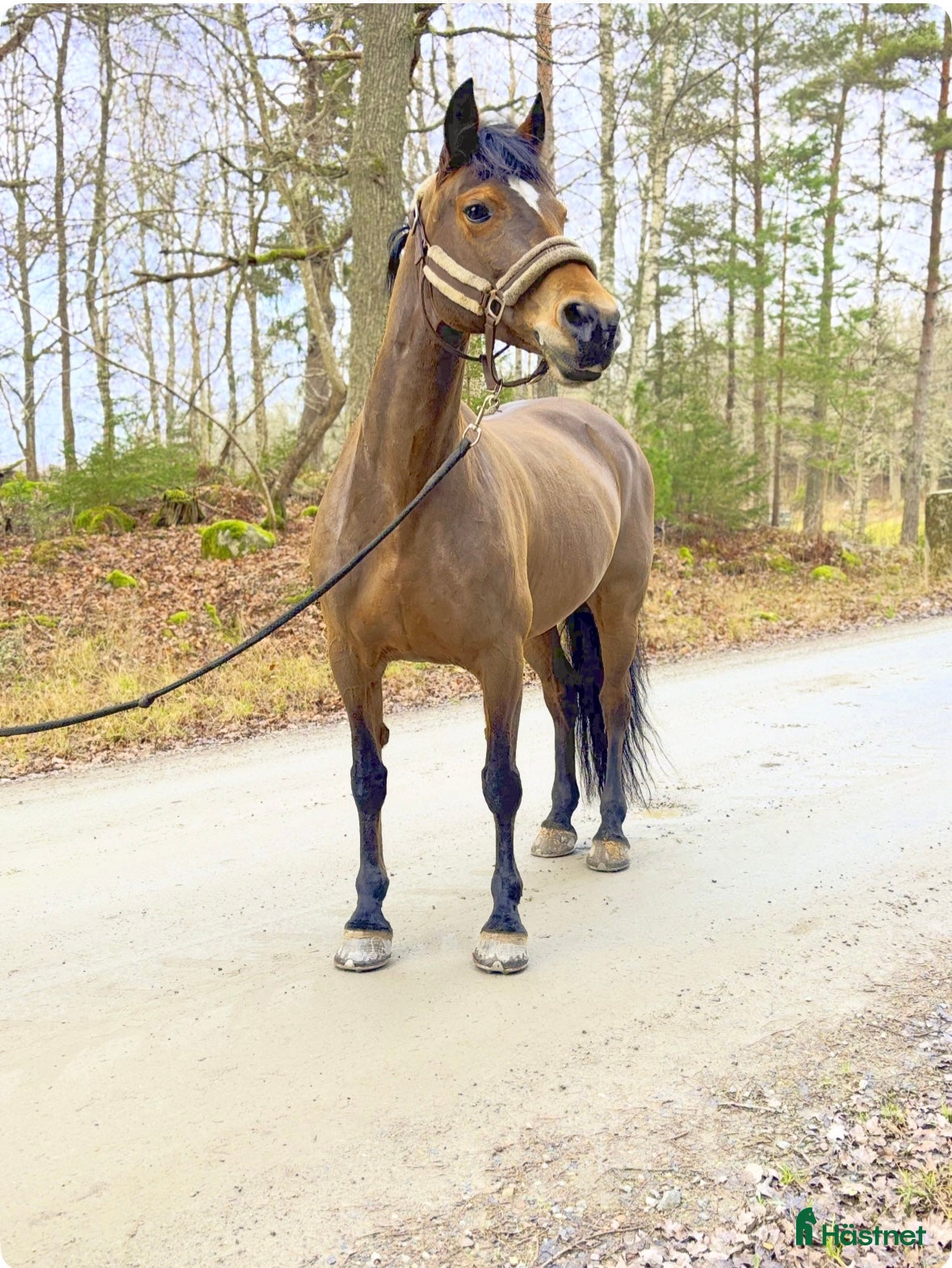  hästar Feminint,explosivt c-ponny sto.  i Kopparberg - Annons 18