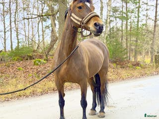 hästar Feminint,explosivt c-ponny sto. i Kopparberg - Annons 18