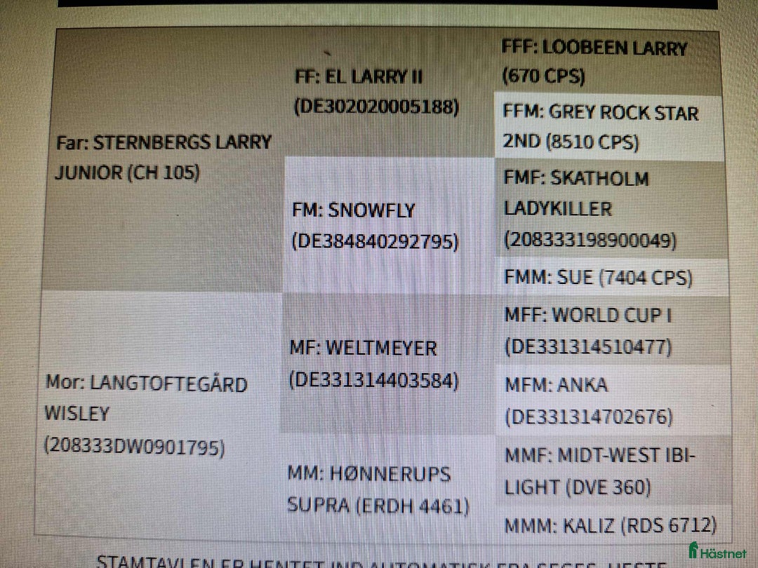 Dressyr hästar till salu: Connemara/Warmblood sto i Fjenneslev - Annons 2