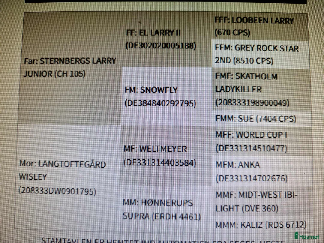 Dressyr hästar till salu: Connemara/Warmblood sto i Fjenneslev - Annons 2