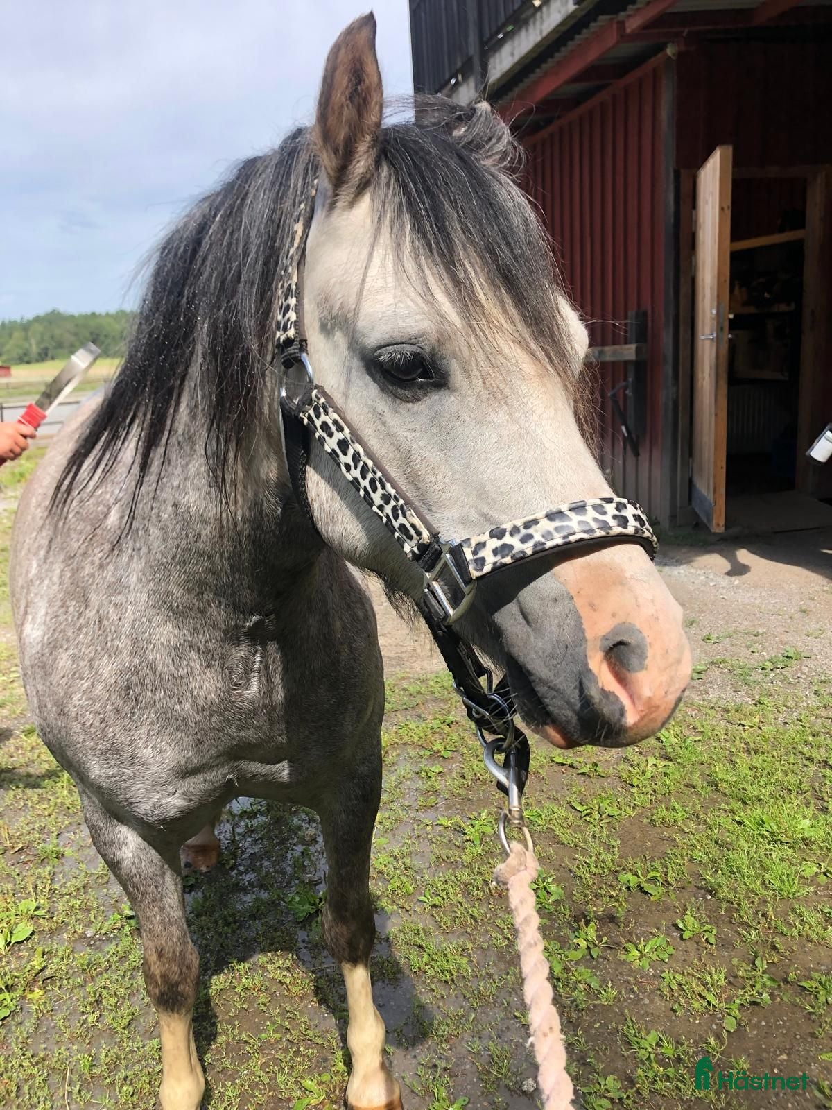  hästar Ponnypärla! - Annons 2