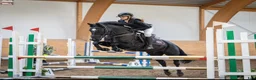 Allround hästar till salu: Fantastisk D-ponny  i Sigtuna - Annons 1