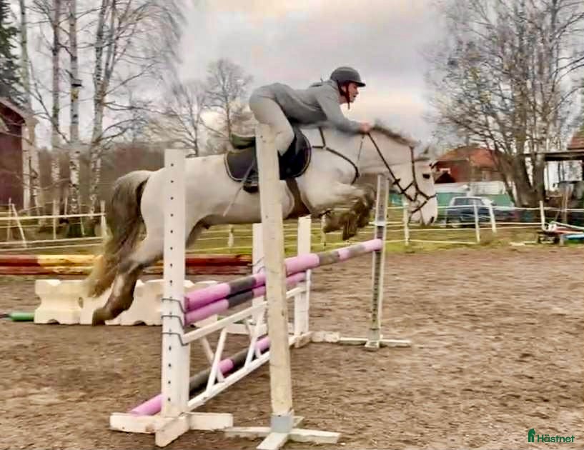  hästar Mycket fin valack med stor kapacitet i Sala - Annons 17