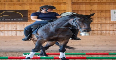  hästar i Storvreta - Annons 13