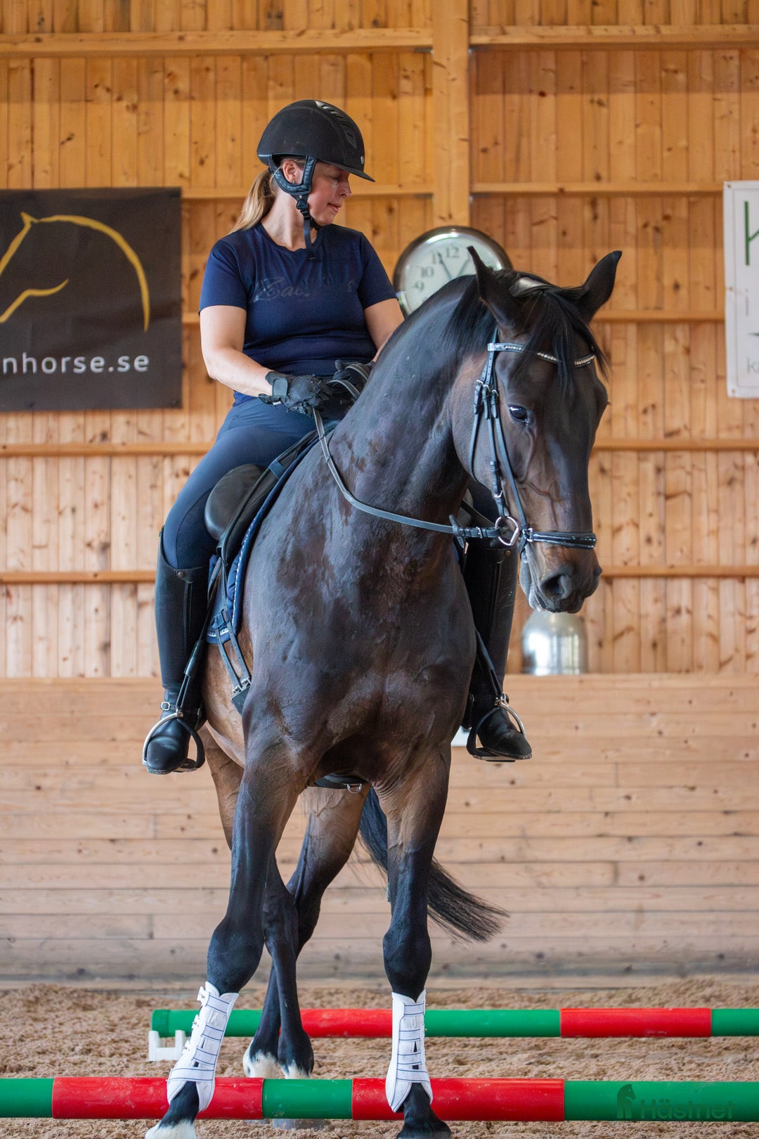 Allround hästar till salu: Multitalang Dressyr, WE & hoppning -med toppstam i Storvreta - Annons 3