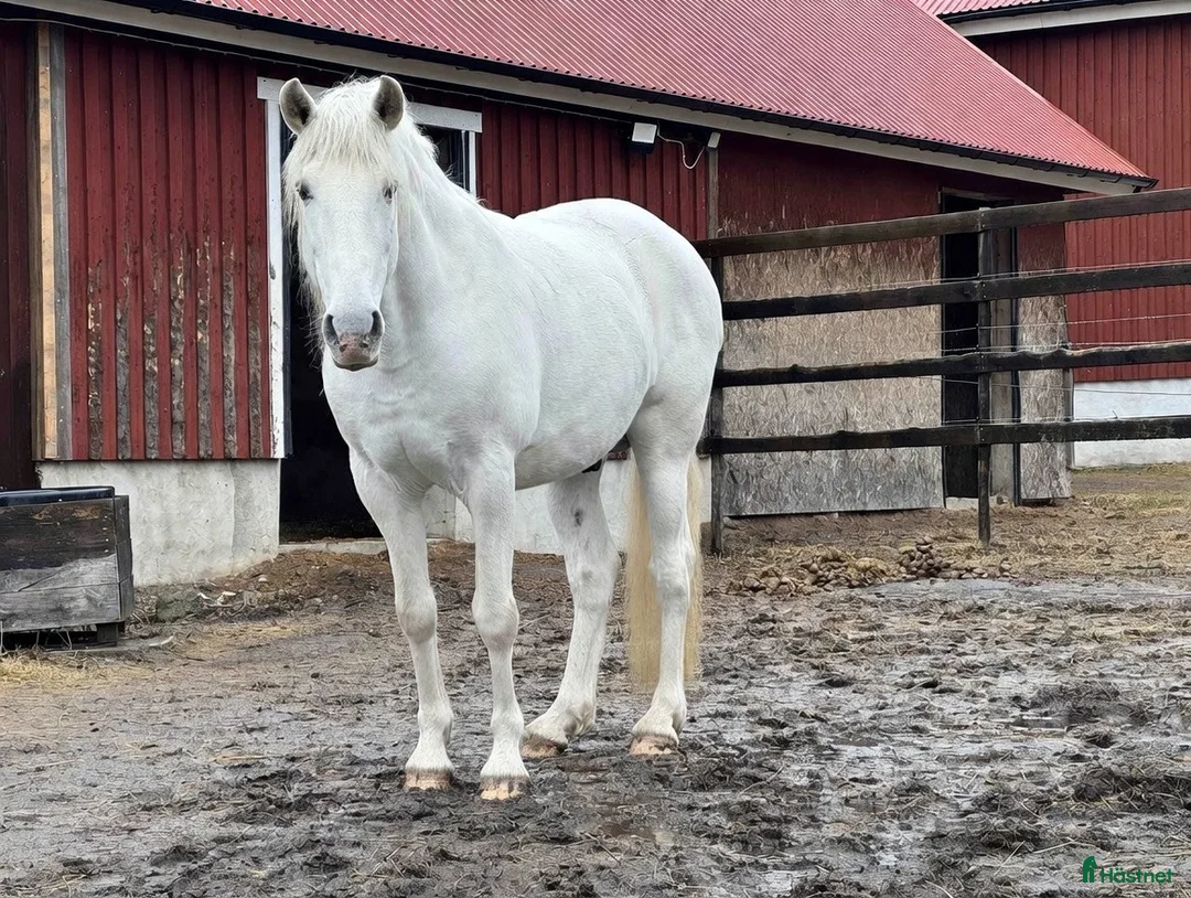 Avelshästar hästar till salu: Avelsgodkänd PRE-hingst med Cartujanolinjer i Finspång - Annons 2