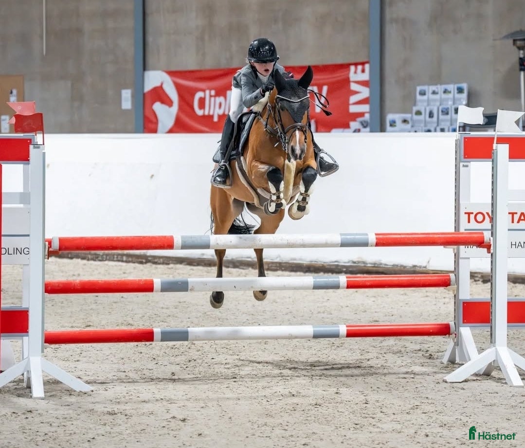  hästar C-ponni  i Skien - Annons 14