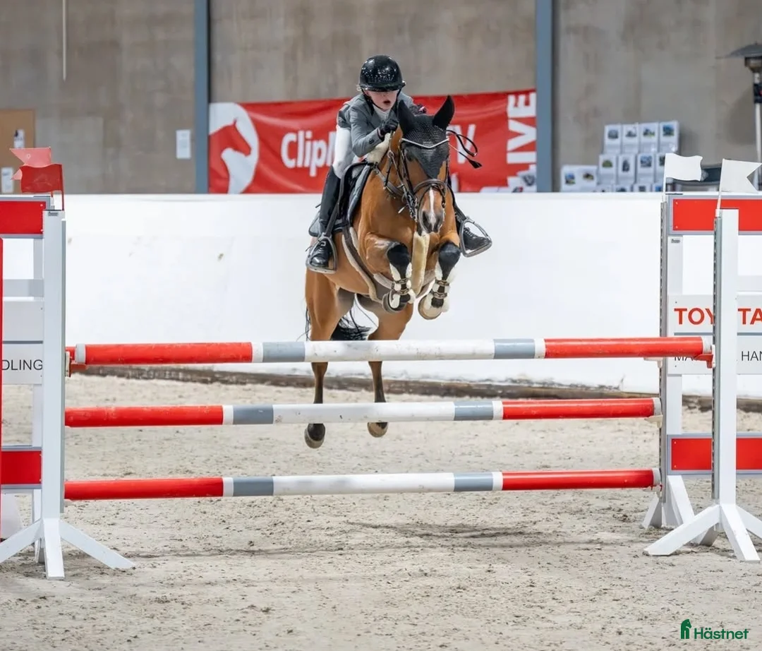 Hoppning hästar till salu: C-ponni  i Skien - Annons 1