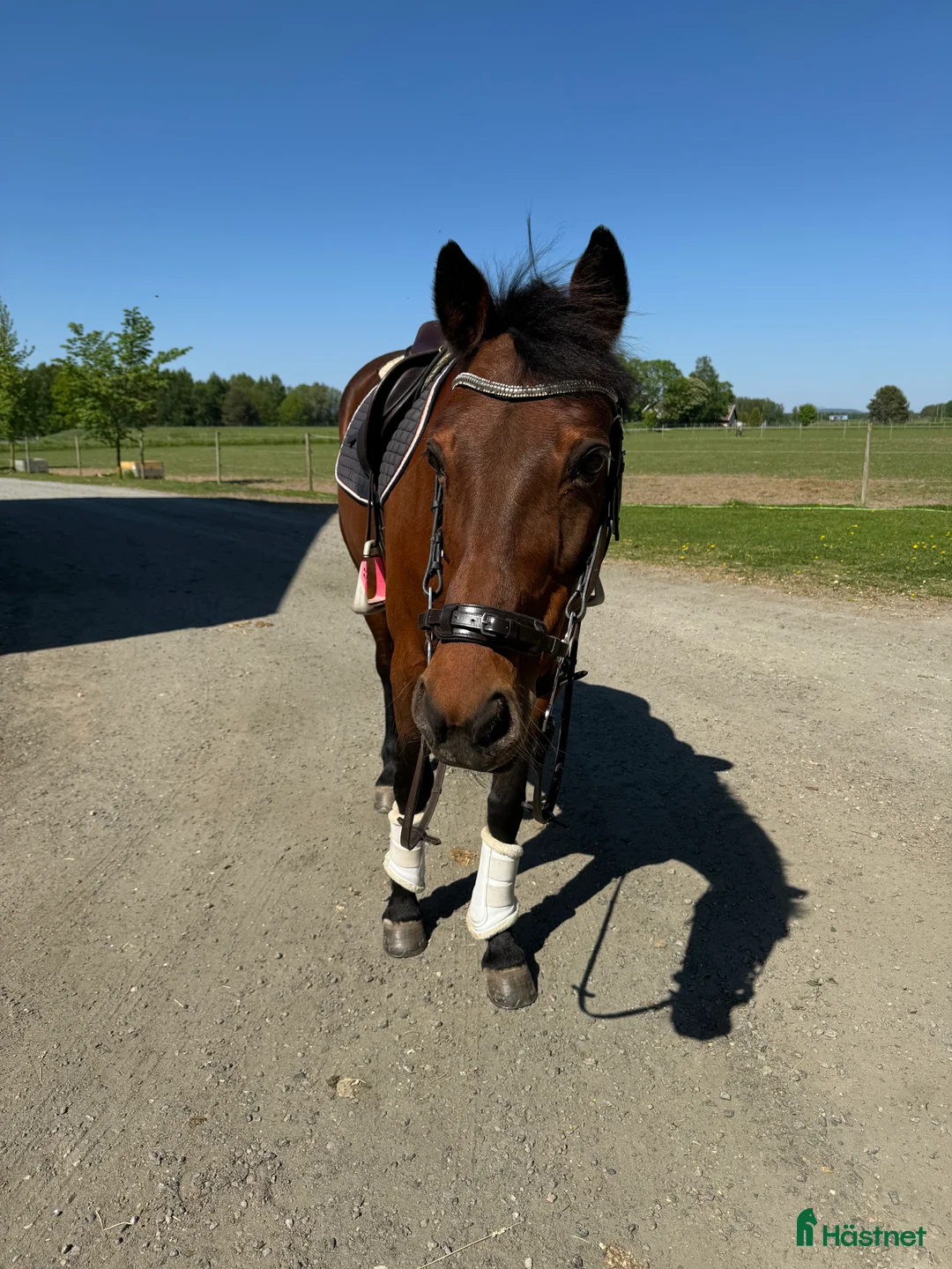 Allround hästar till salu: Maxad D-ponny söker nytt hem! - Annons 3
