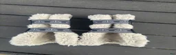 Benskydd hästutrustning till salu: Veredus carbon gel vento  - Annons 7