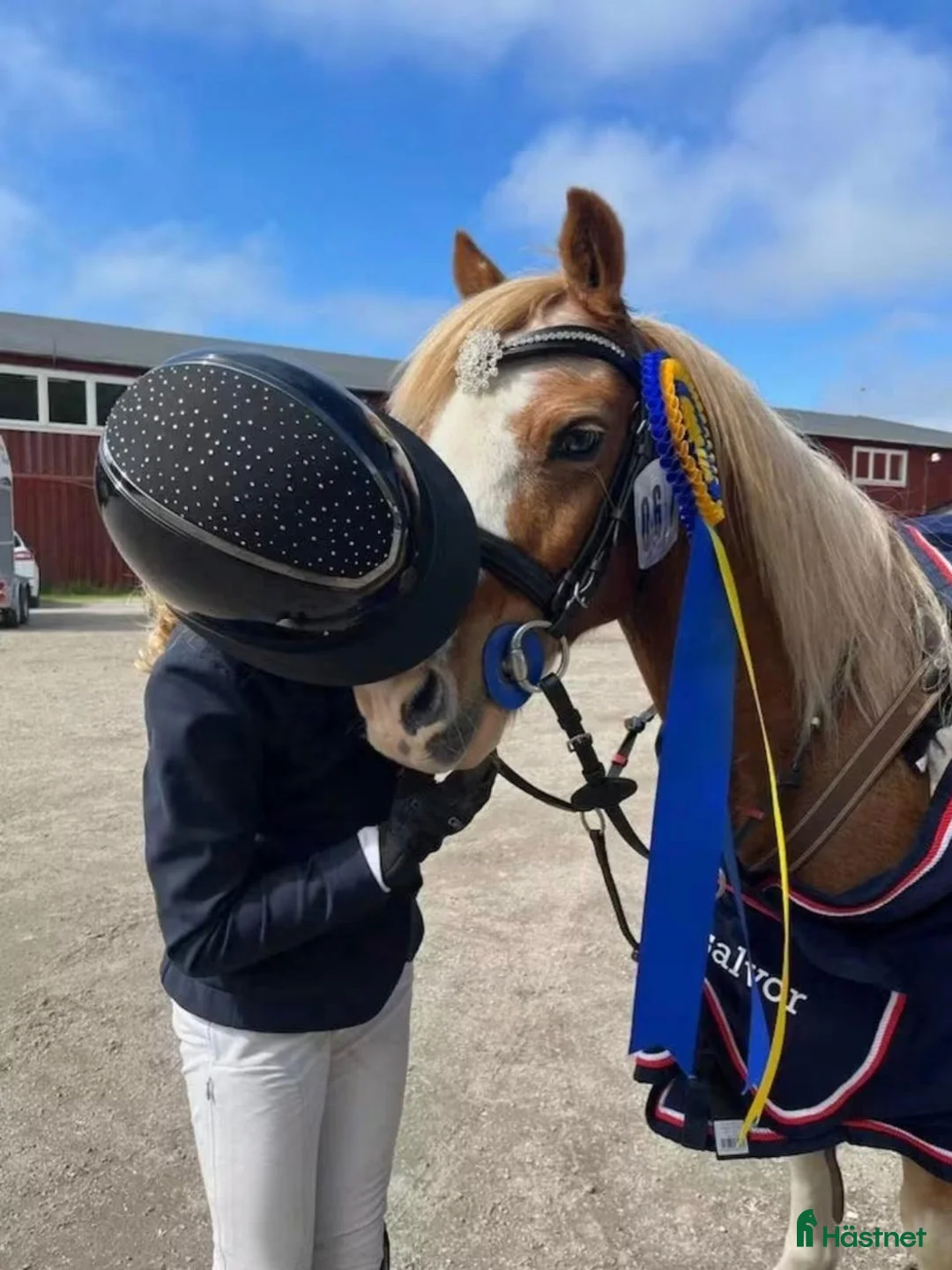 Allround hästar till salu: Unik liten läromästare - Annons 1