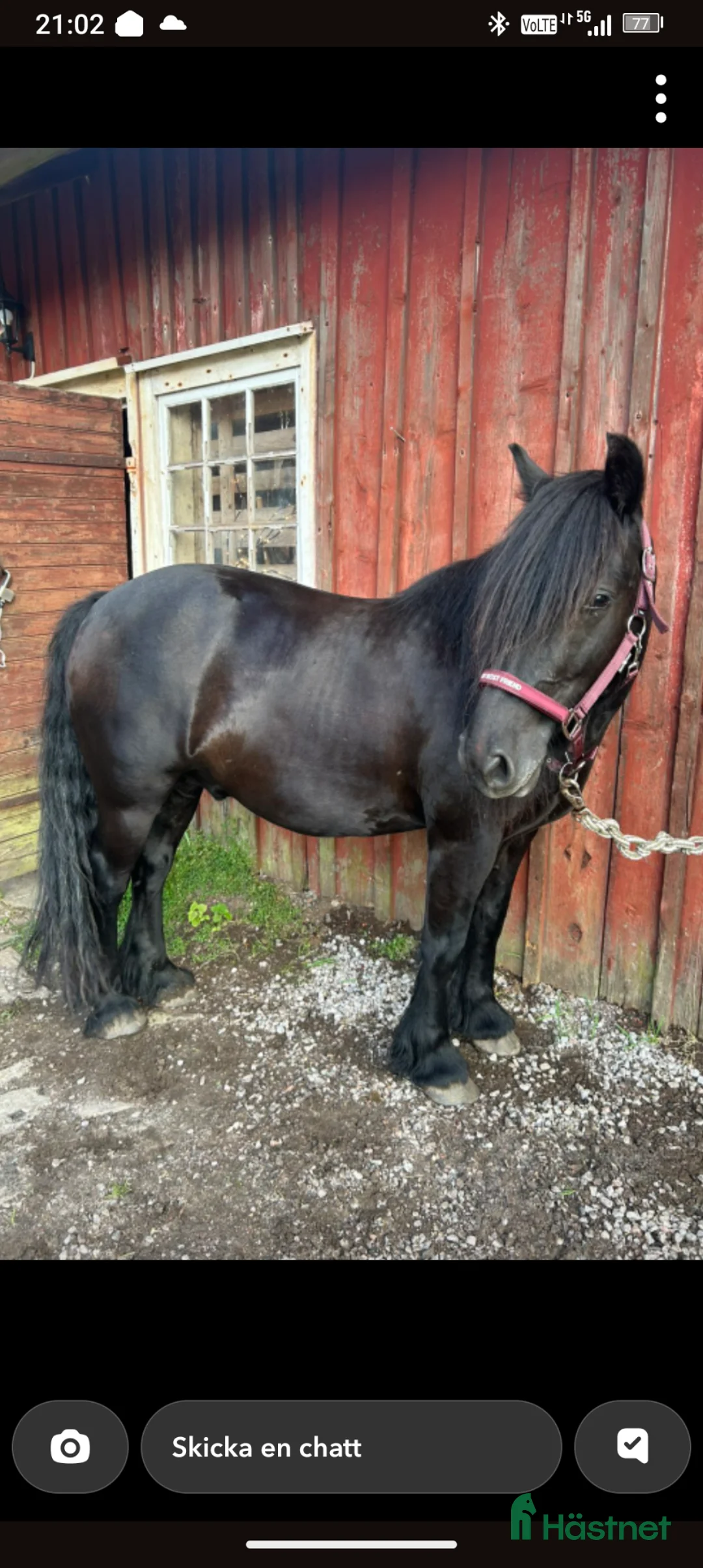 Allround hästar till salu: wonderful magic uppdatering! Filmer - Annons 1