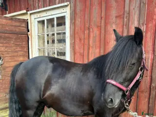 hästar wonderful magic uppdatering! Filmer - Annons 4