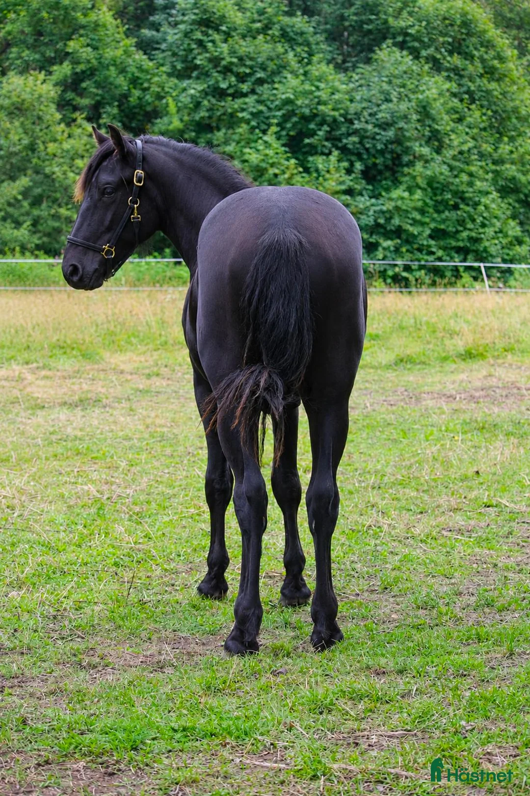Trav hästar till salu: Vacker 1-årig kallblods hingst till trav  - Annons 3