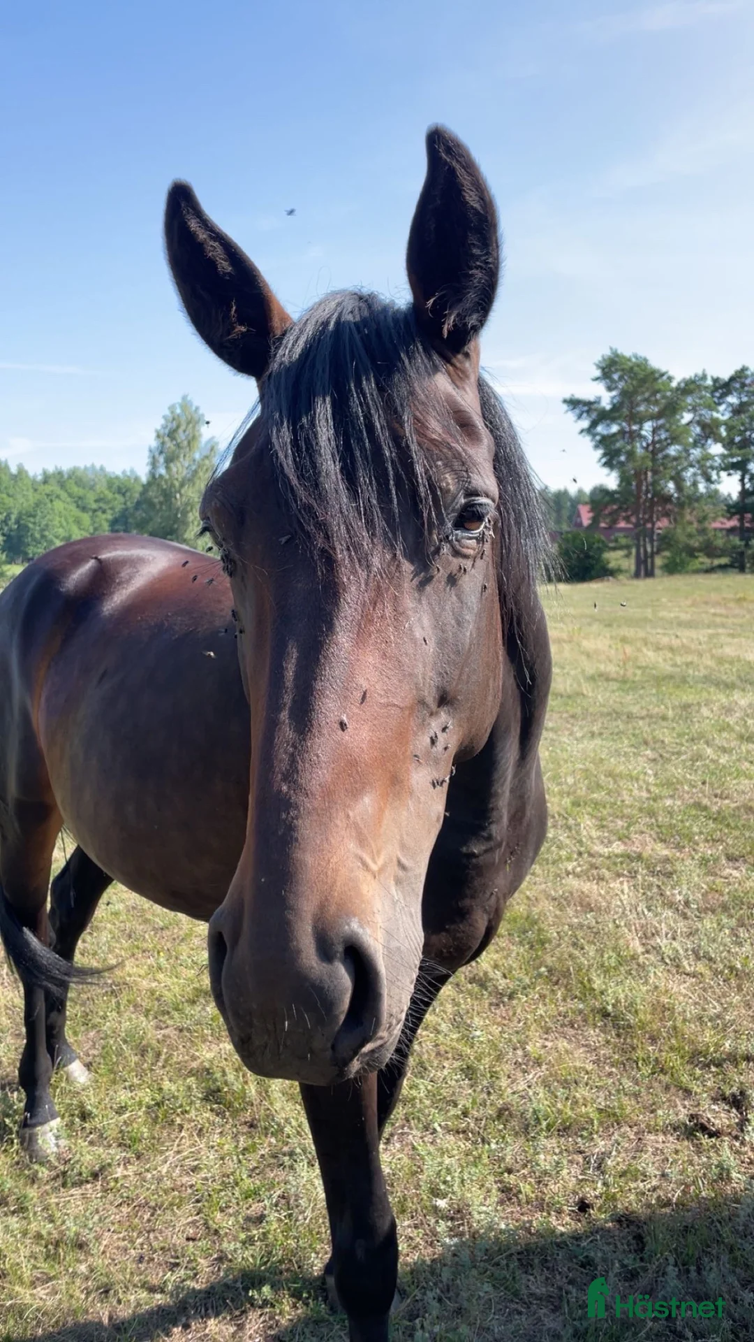 Övrigt hästar till salu: Varmblodstravare  i Berga - Annons 1
