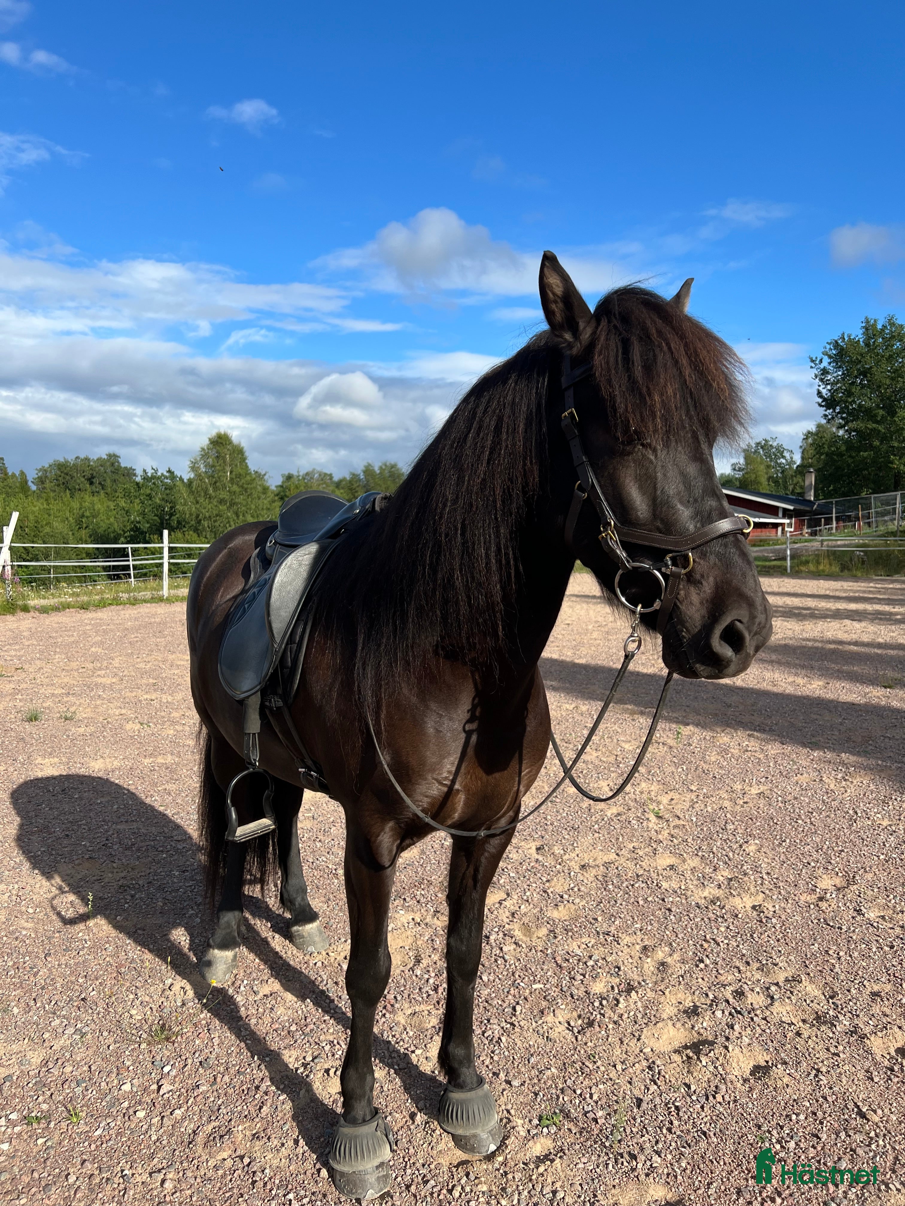  hästar Projekthäst i Ydre - Annons 9