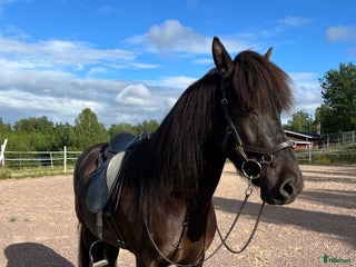 hästar Projekthäst i Ydre - Annons 6