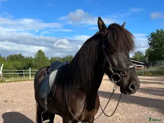 hästar Projekthäst - Annons 15