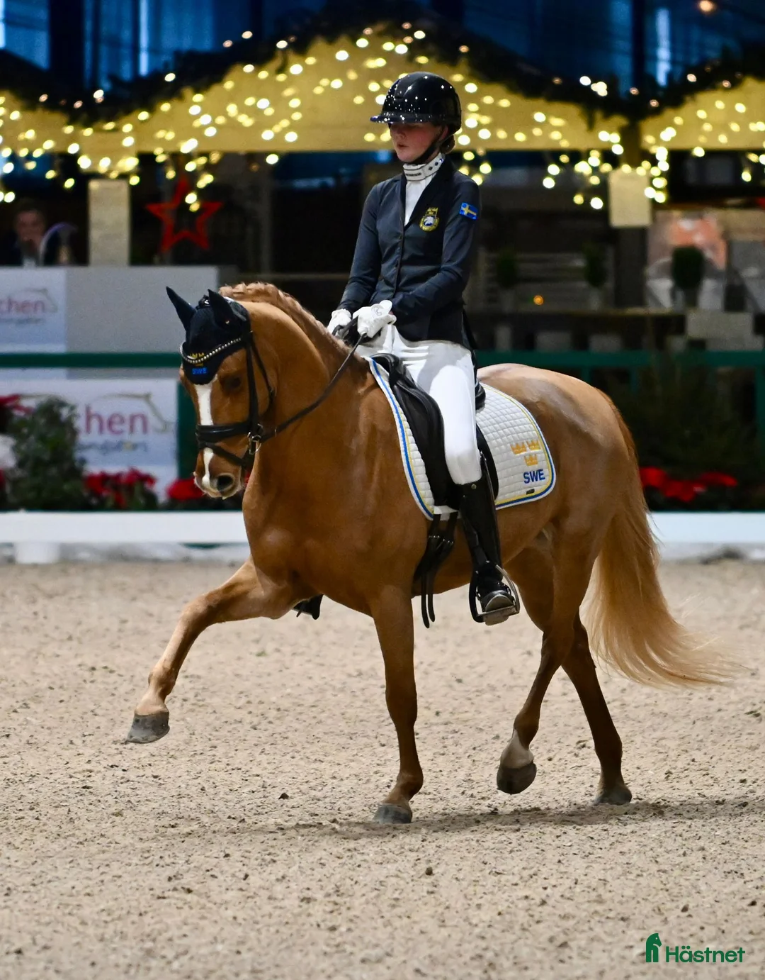 Dressyr hästar till salu: Helbror till Frans Isak-23 i Torna-hällestad - Annons 2