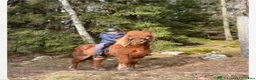  foderhäst finnes: 🐴Reserverade🐴 2 snälla Islandshästar 🌸 - Annons 4