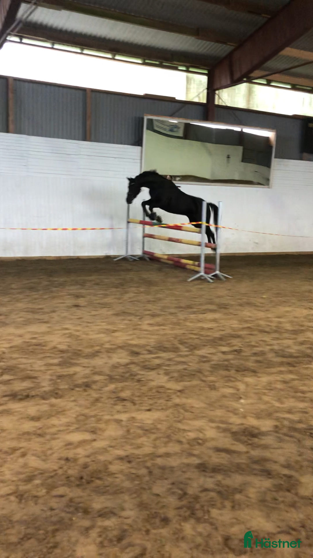 Allround hästar till salu: Supersnäll och vacker maxad b-ponny i Mölndal - Annons 4