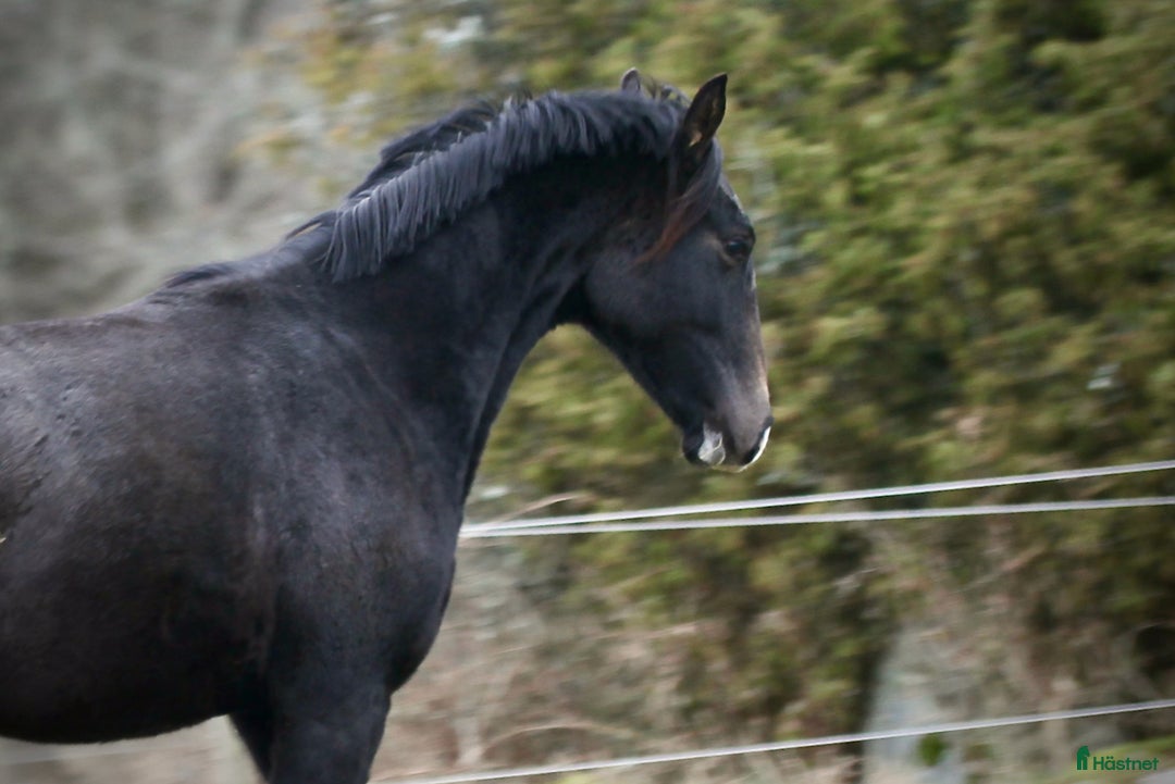Fälttävlan hästar till salu: Underbart trevlig 1,5 åring e Cornettino Ask - Annons 3