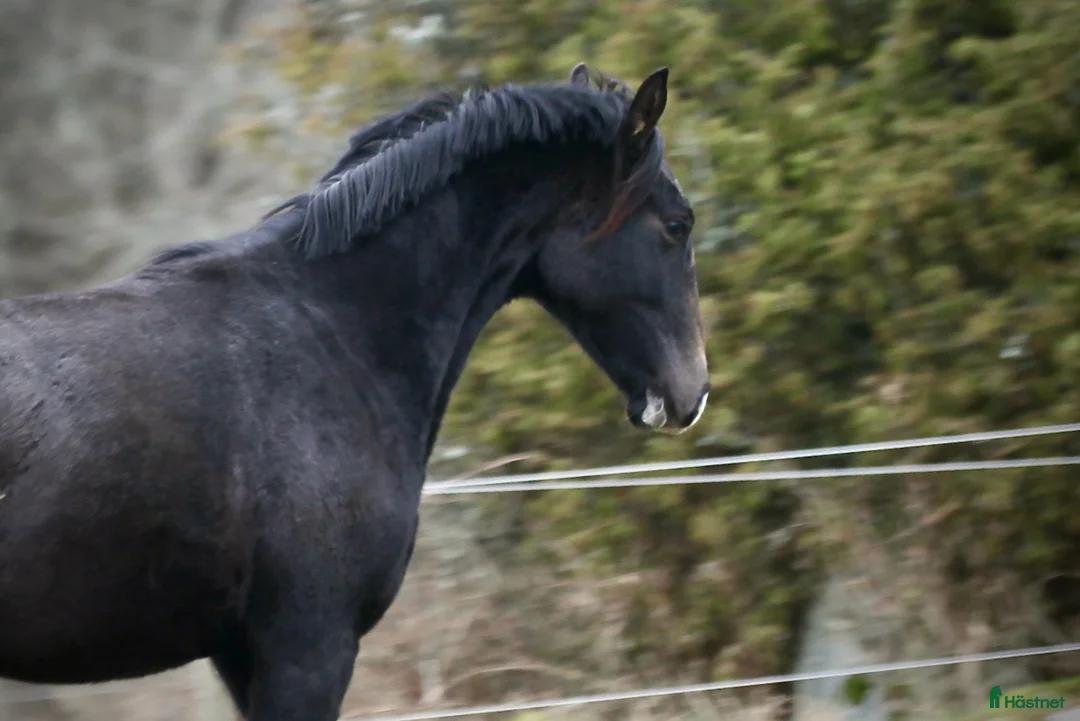 Fälttävlan hästar till salu: Underbart trevlig 1,5 åring e Cornettino Ask - Annons 3
